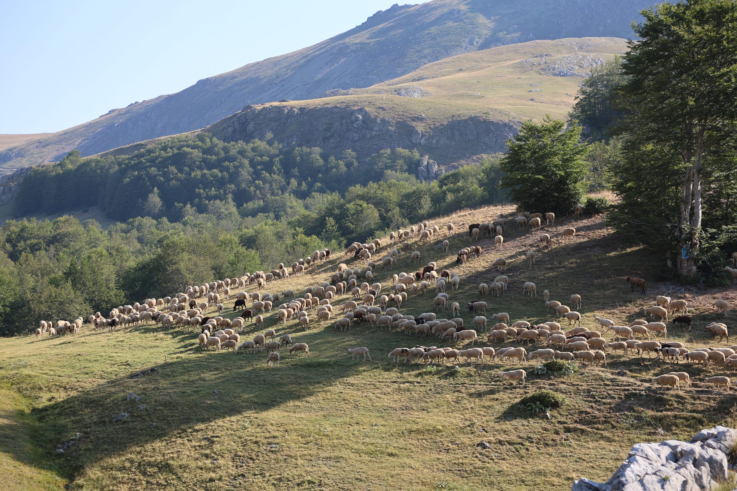 A large flock of sheep grazing across a mountainside pasture in the Shebenik-Jabllanicë highlands