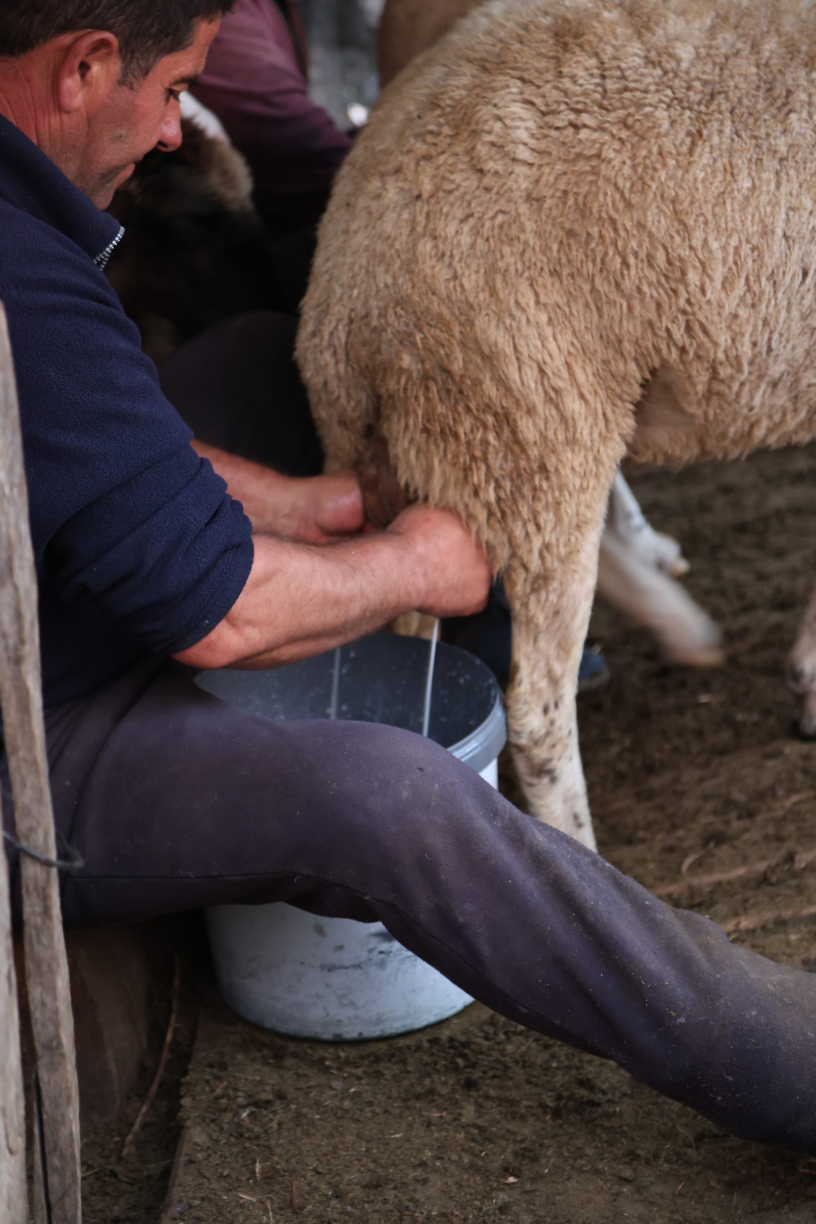 A shepherd hand-milking a sheep into a metal bucket at the bergerie
