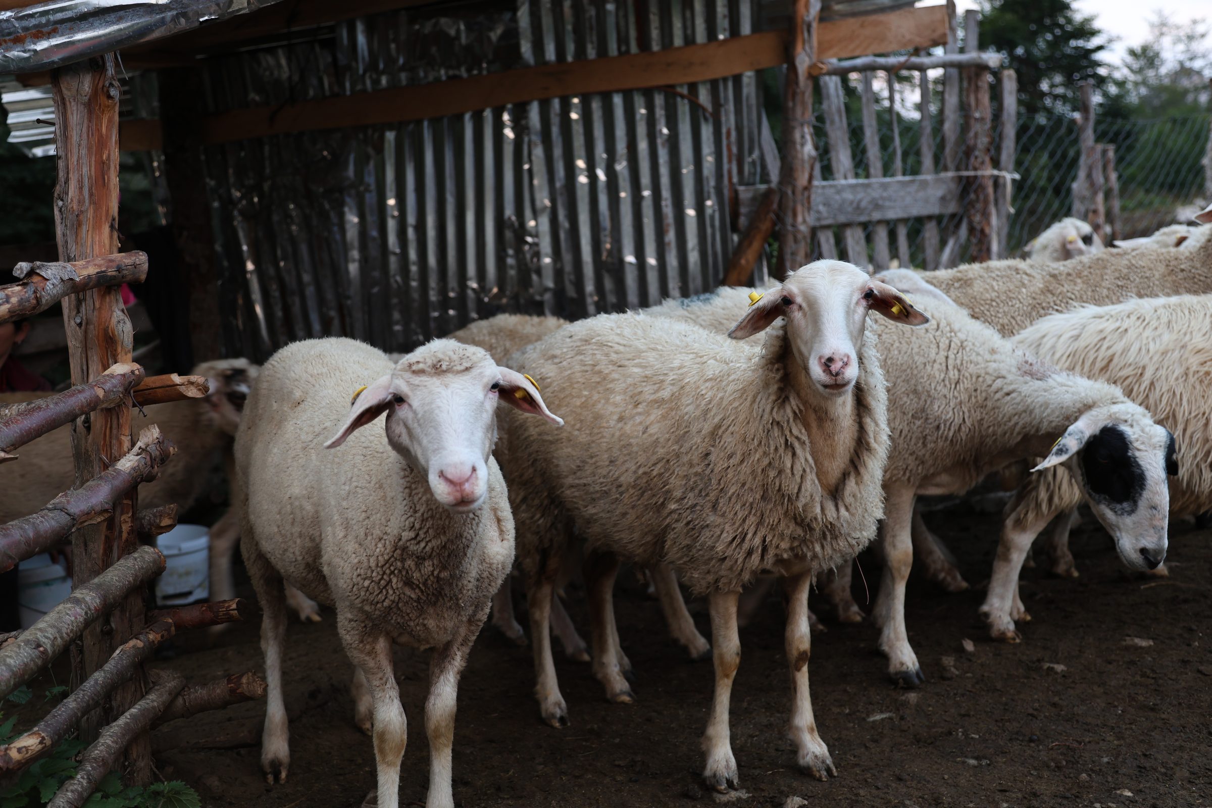 A flock of sheep gathered in a wooden pen at the shepherd stani